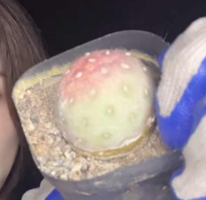 二妹园艺【 1颗   老球单头习志野   晒伤 】随机发货