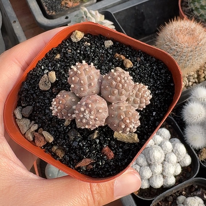 韩*美习志野仙人球123