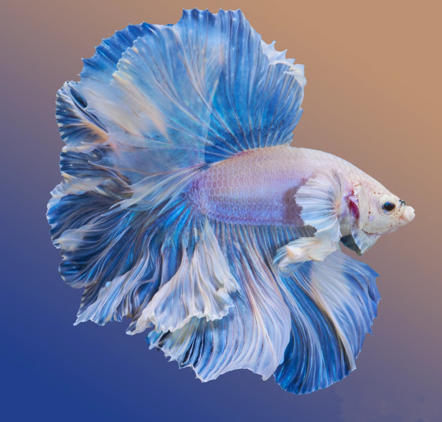 【第十版253-280】斗鱼婚纱半月网红宠物热带观赏鱼小型淡水鱼