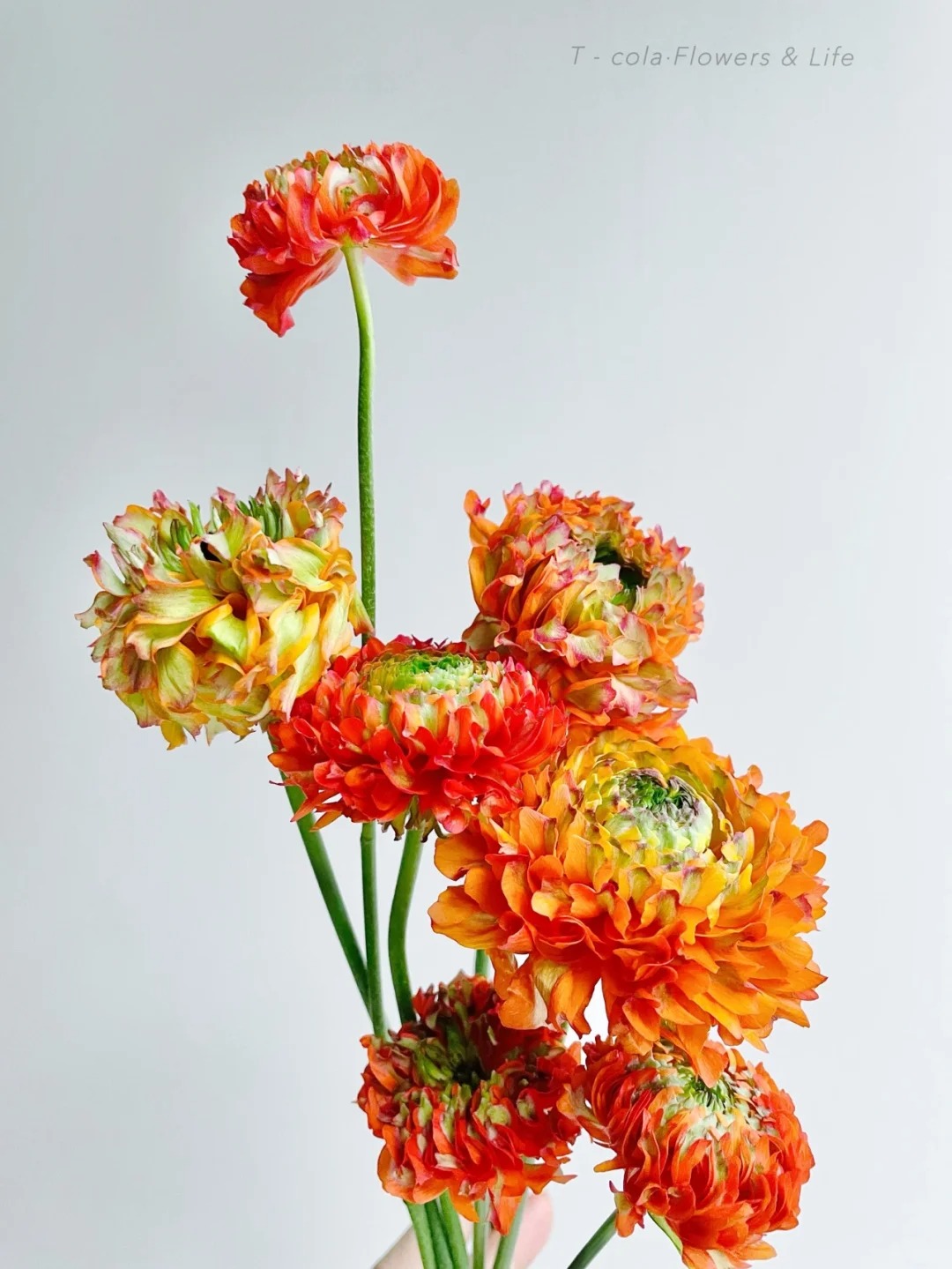 【花满堂】鲜花 橙色锦鲤洋牡丹 任意两单包邮 发货后不支持退款