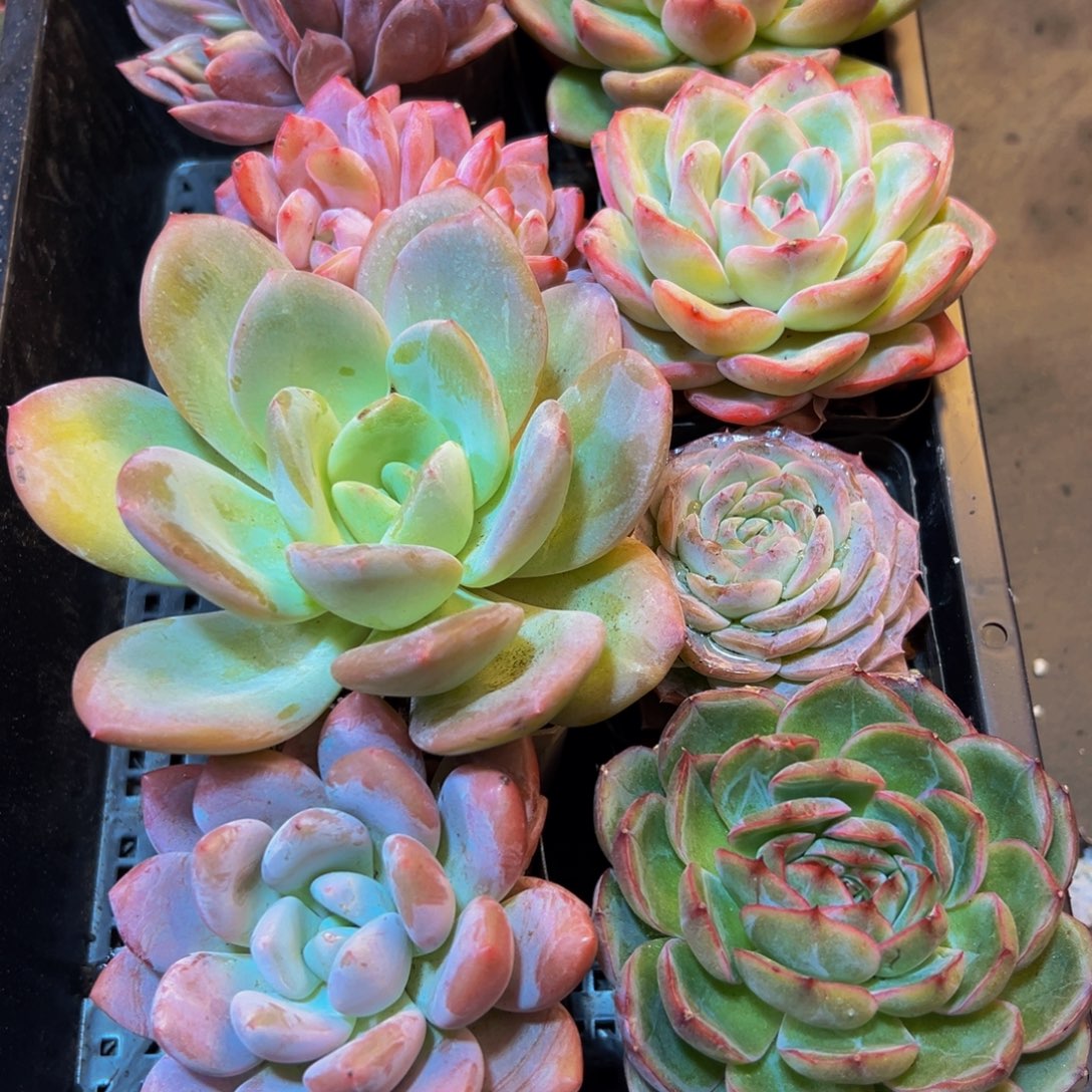 591的最后一天了啊我真的好