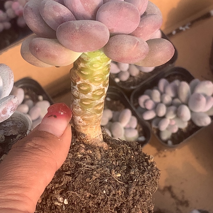 球美人。（满9.99包邮不满9.99发叶子）