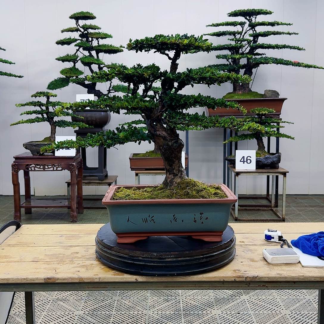 盆景珍珠红芽罗汉松