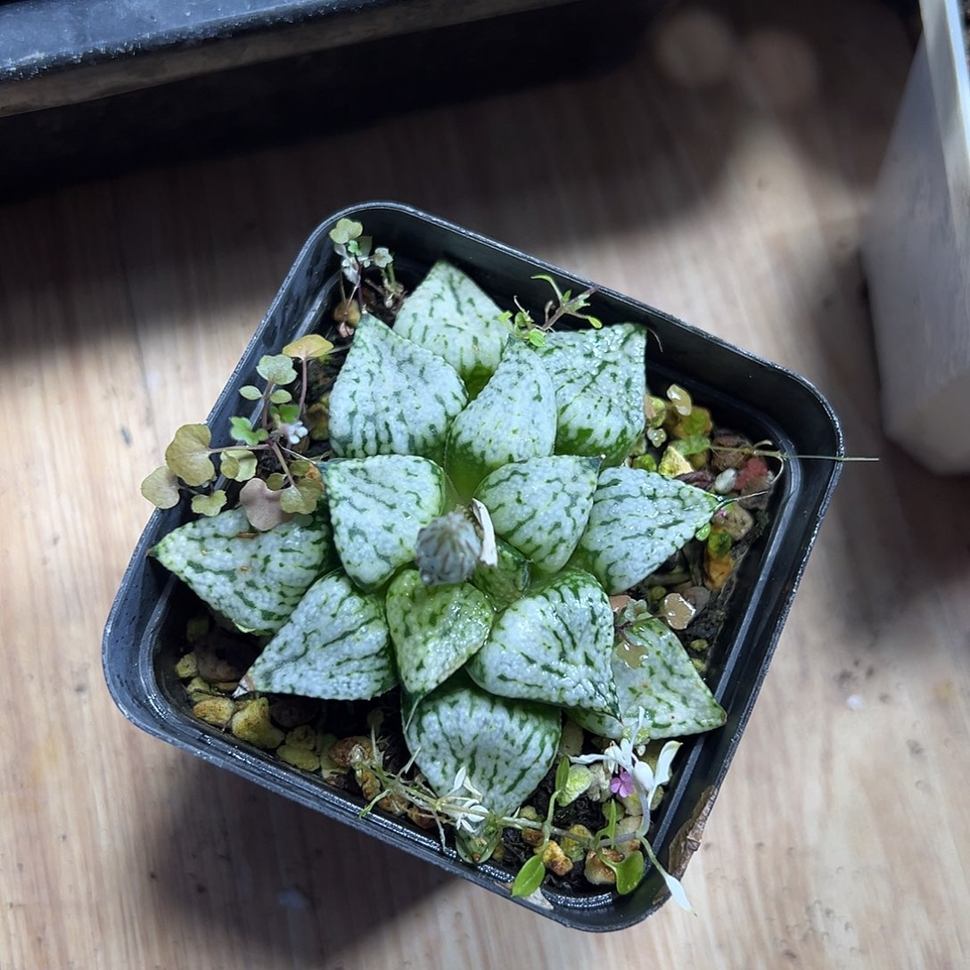 潘多拉魔盒多肉多肉1