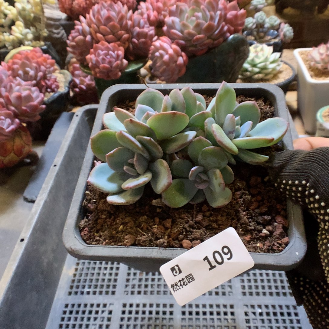 109奶茶多肉植物666