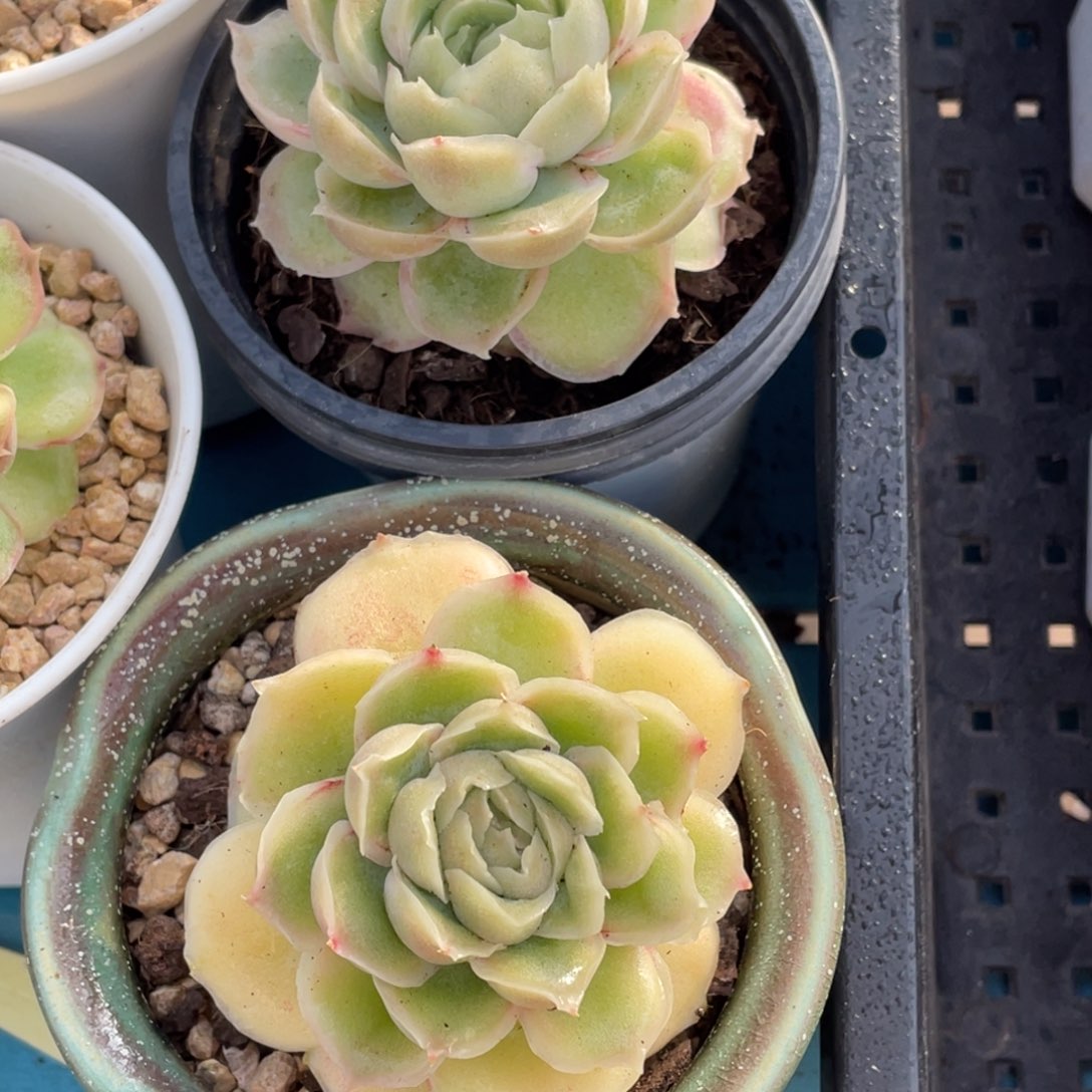 1222-3-母本虾饺大单头一颗