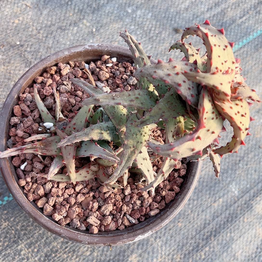 多肉植物卡芦荟卡