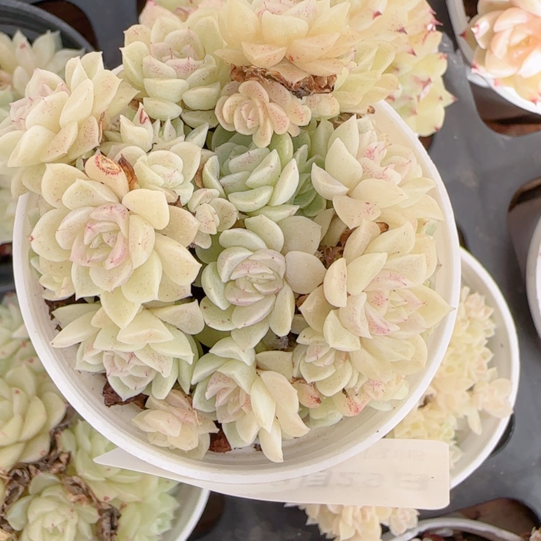 ****空花语多肉1229-176散叶伤