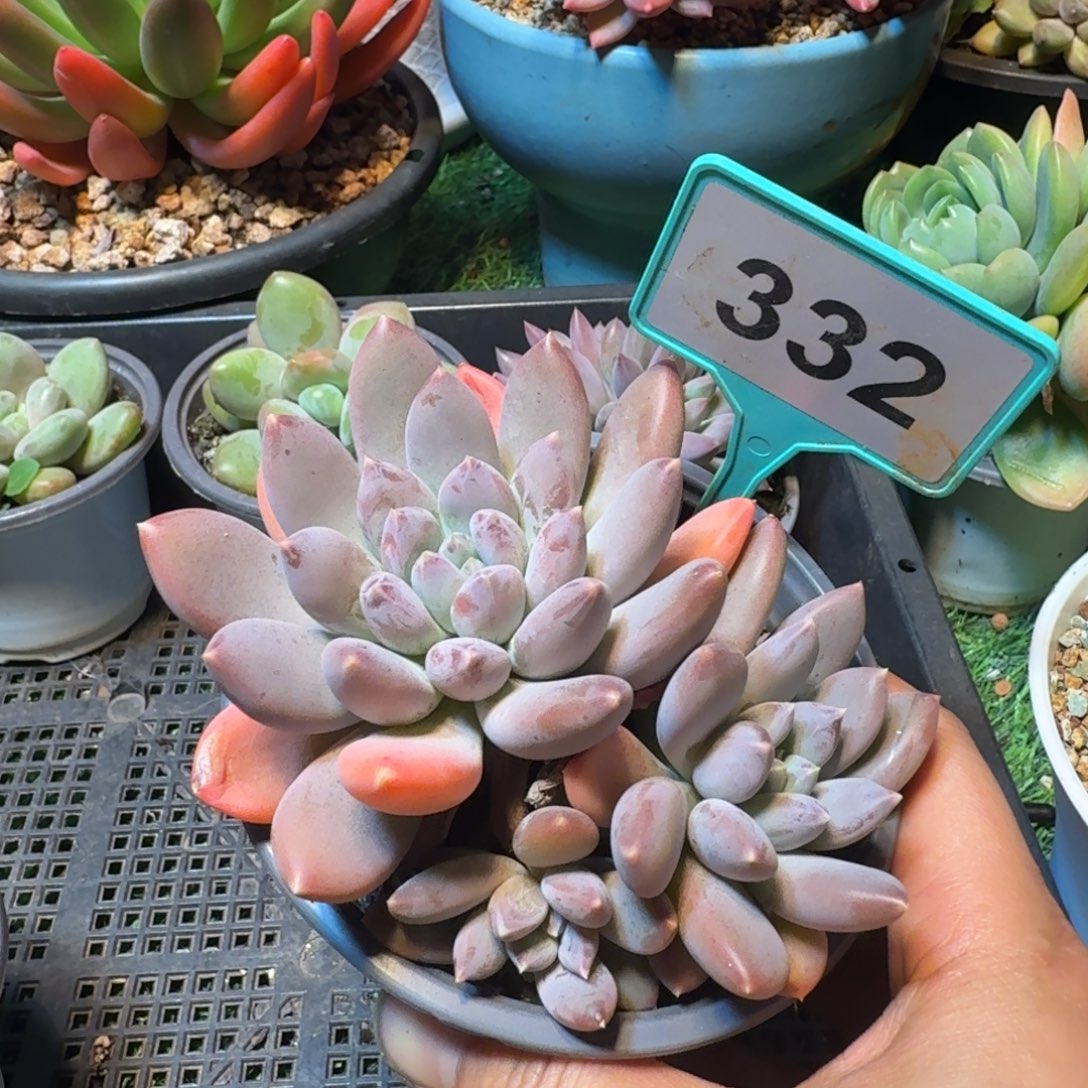 多肉植物天使之翼332