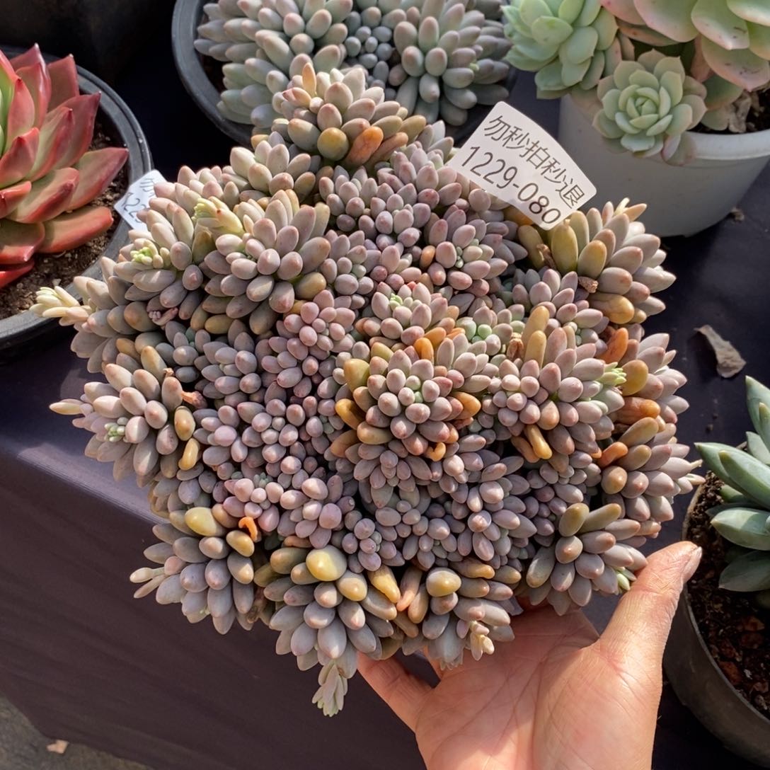 两单包邮1229-80星黛露