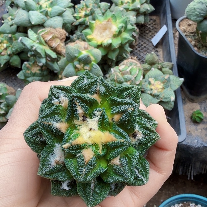 无花朵529风车辛顿牡丹