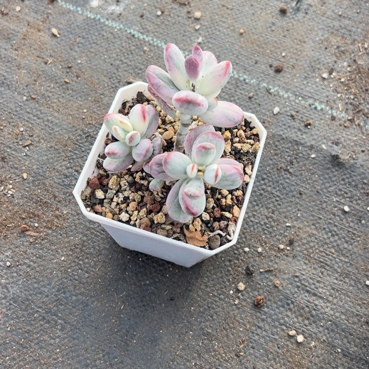 奥****无花朵哈哈哈哈哈哈