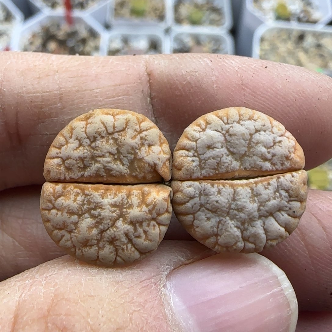 405 清框福利30包邮