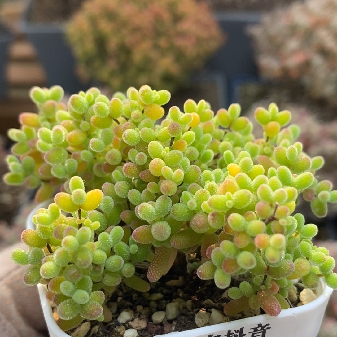 蜜橘糖球4496年后发货