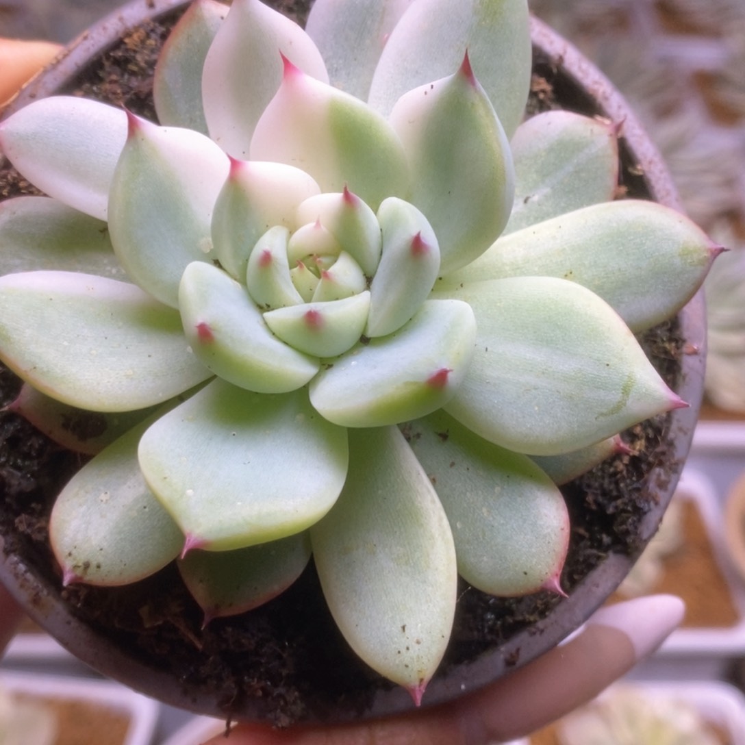 145锦锦锦锦锦锦锦锦锦