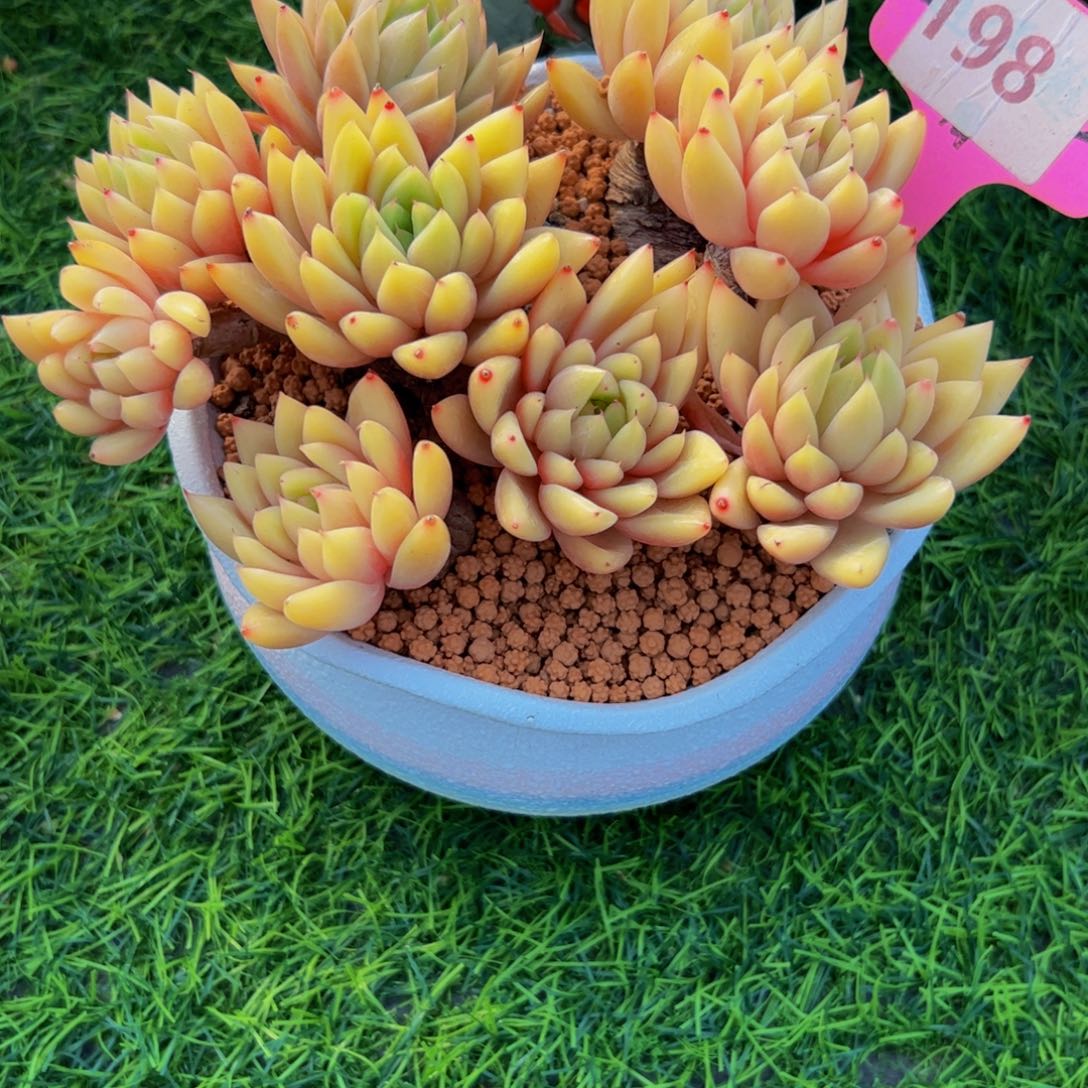 雪**黄香妃小老桩198号