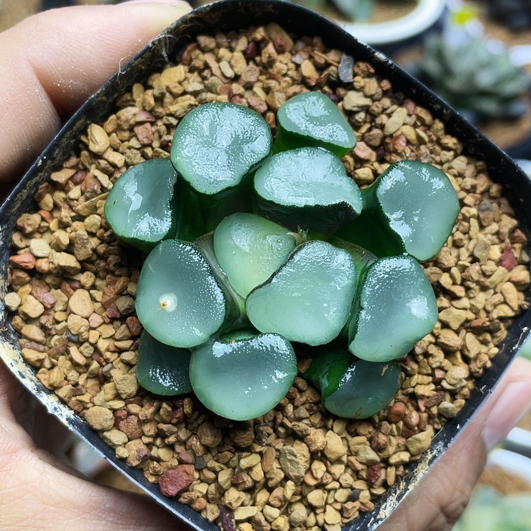 空门万象十二卷多肉