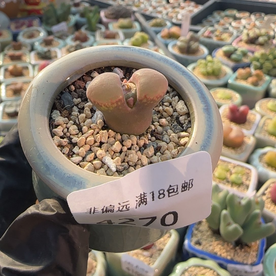 4270--一物一拍 带盆