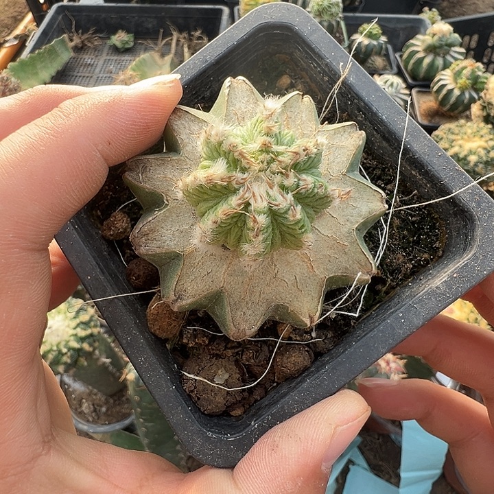 一代单头老花笼仙人球892