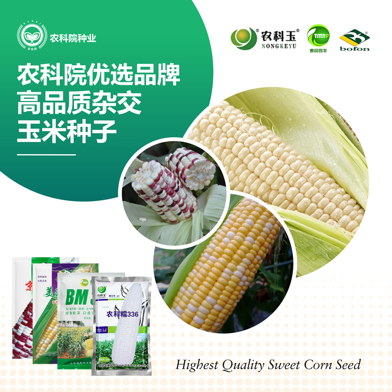 农科院玉米种子农科糯336白甜糯高产玉米鲜食水果黑糯玉米种籽孑