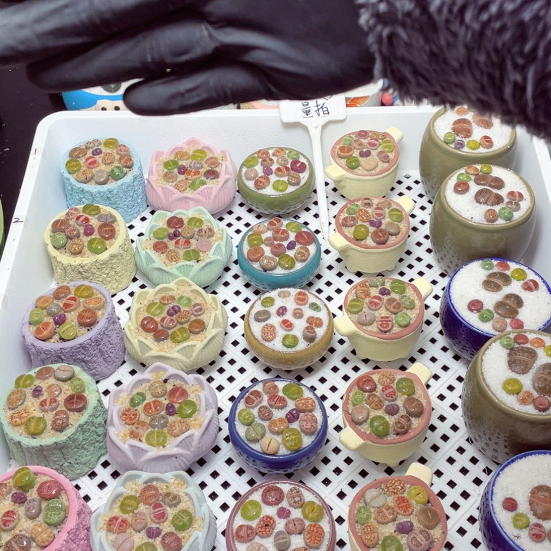 5盆一起量拍-带盆土发货，零下地区拍保温箱