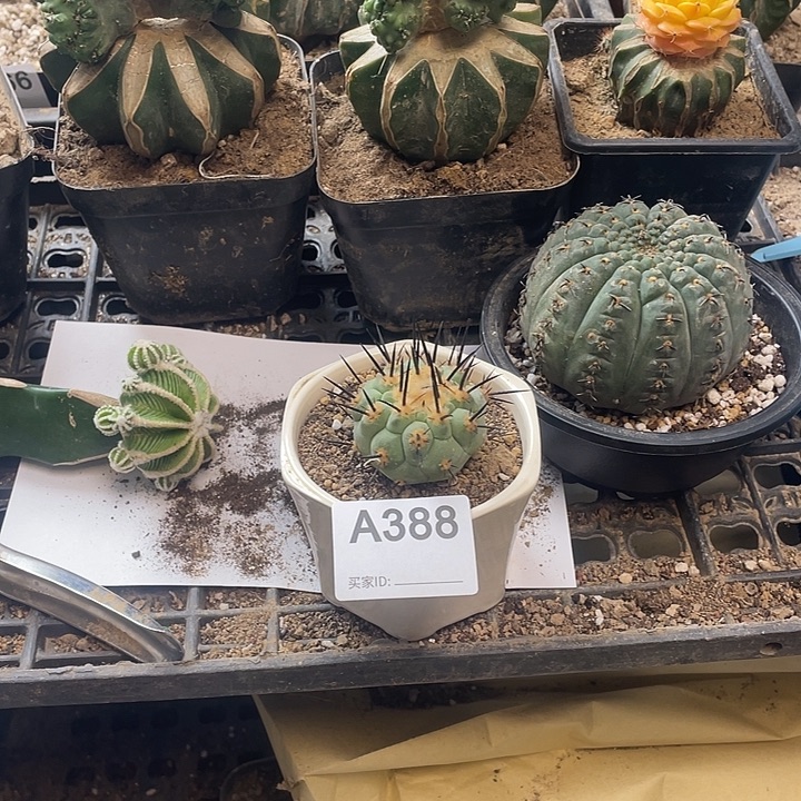 仙人球黑王丸388号