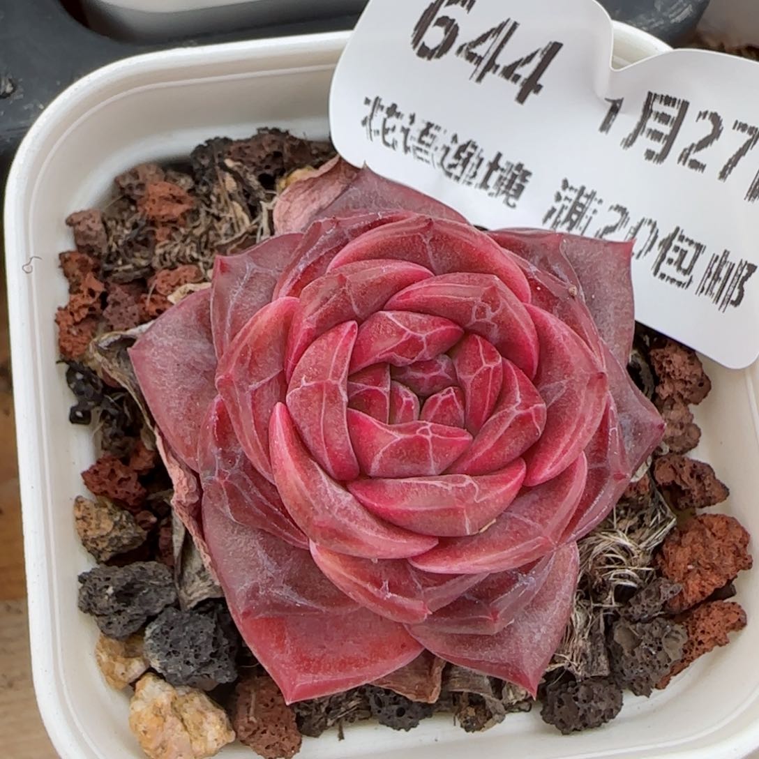 花语逸镜0127-644