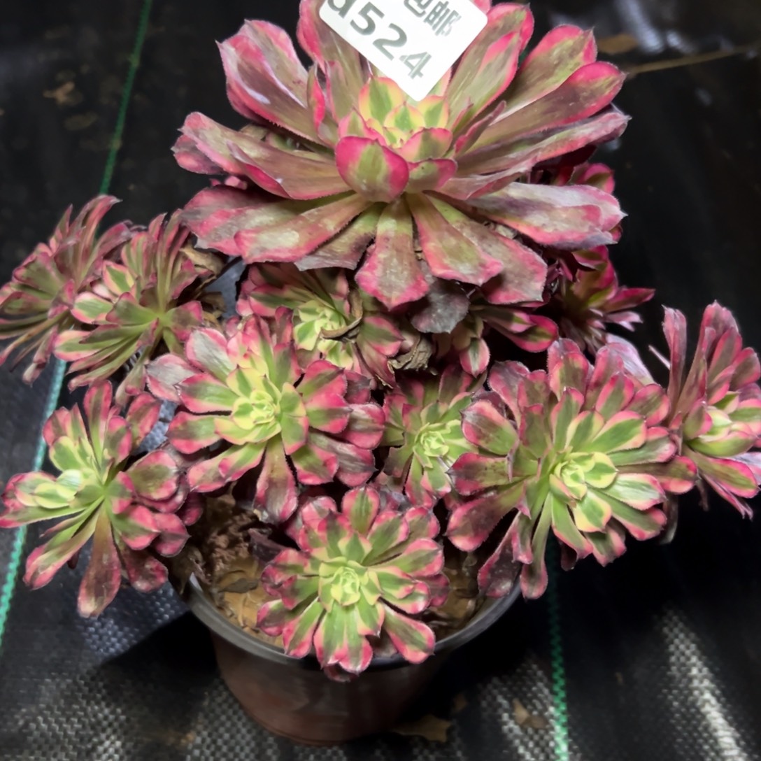 524红铜白，多肉法师