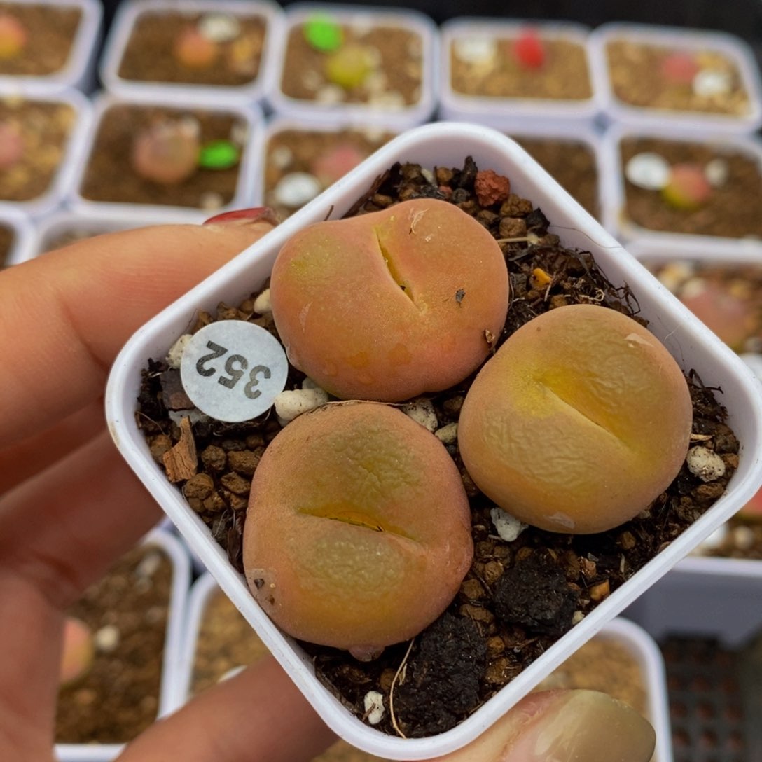 2.1-2.3（多肉植物352