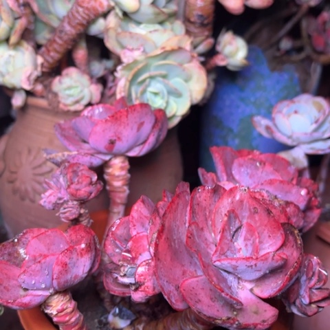 小*秋多肉植物的植物