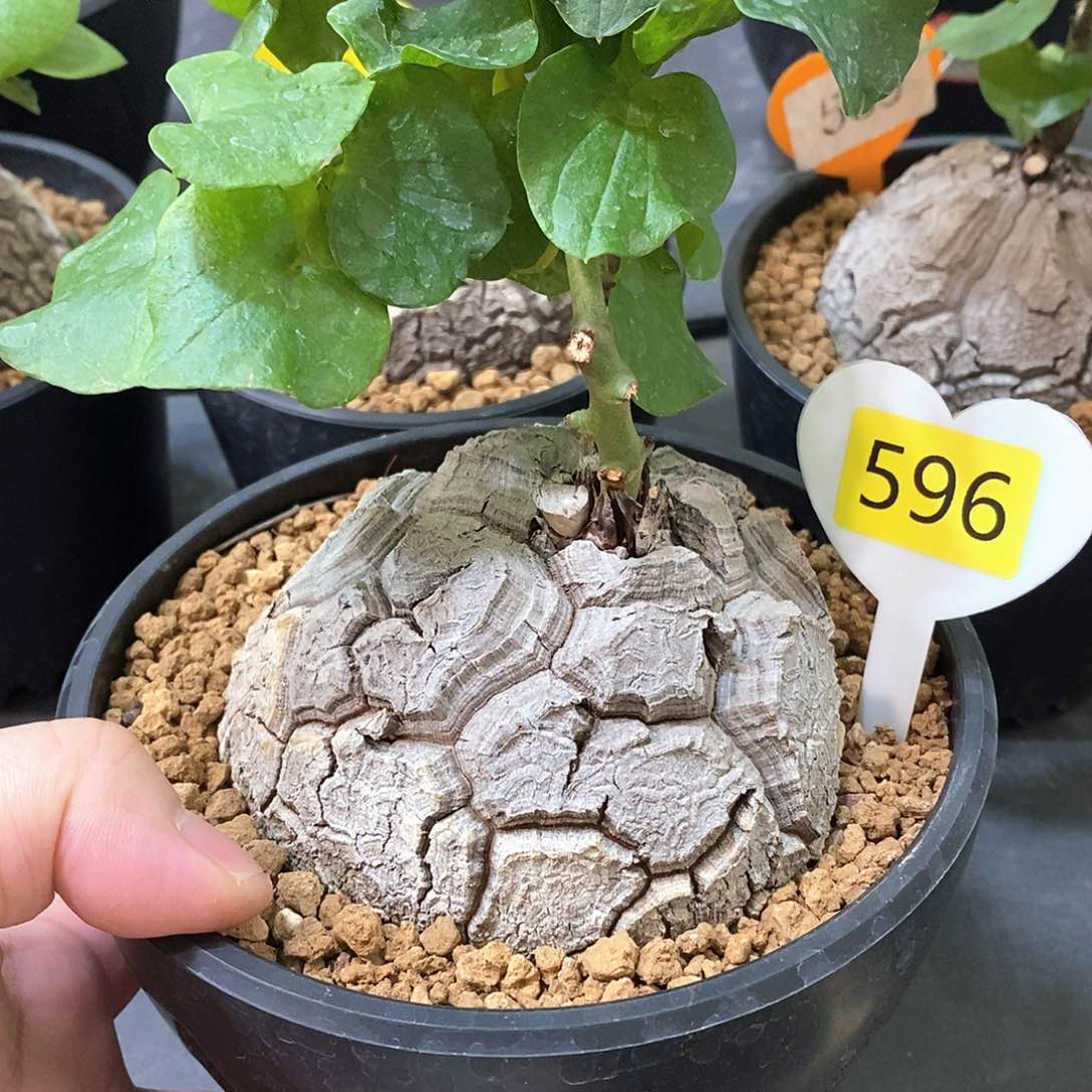 南非龟甲龙龟甲龙