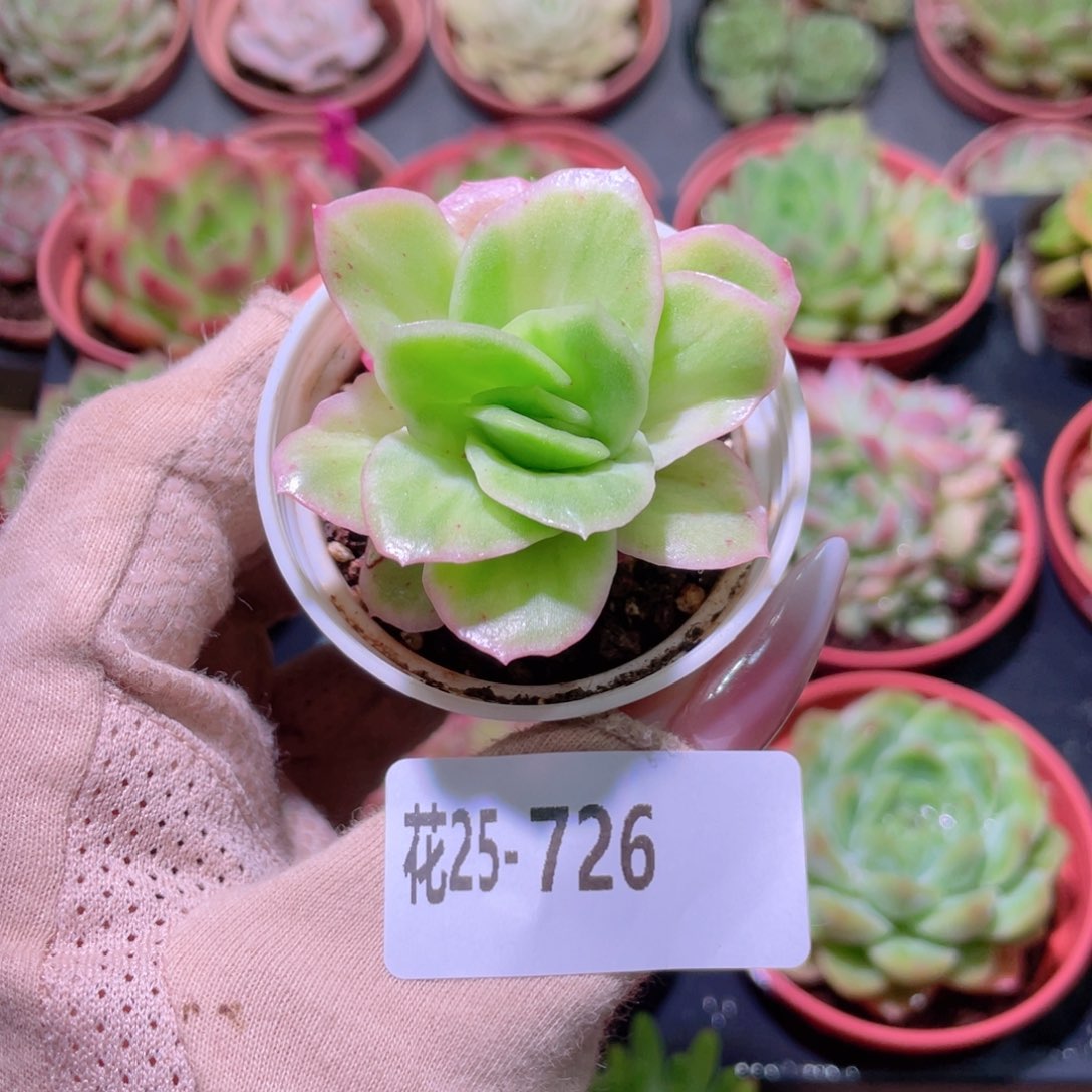 花利美25-726冰玫瑰