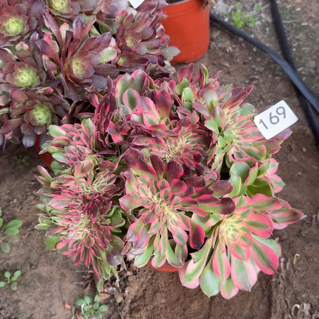 香妃缀169号法师多肉多肉