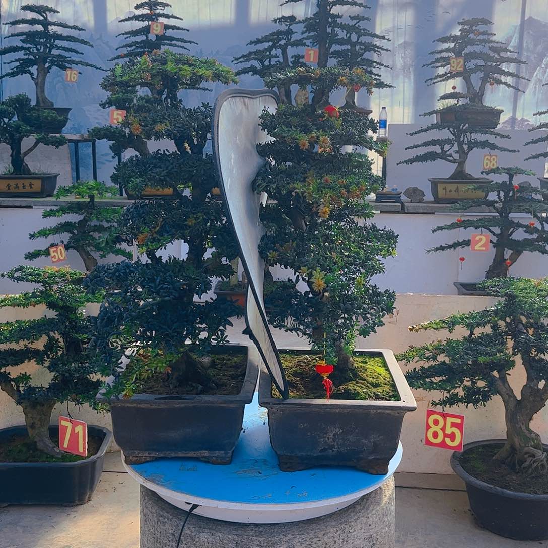 小***宝无花朵老桩老盆罗汉松