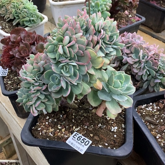 霞光缀化650 亏本处理退款拉黑需要延时发货