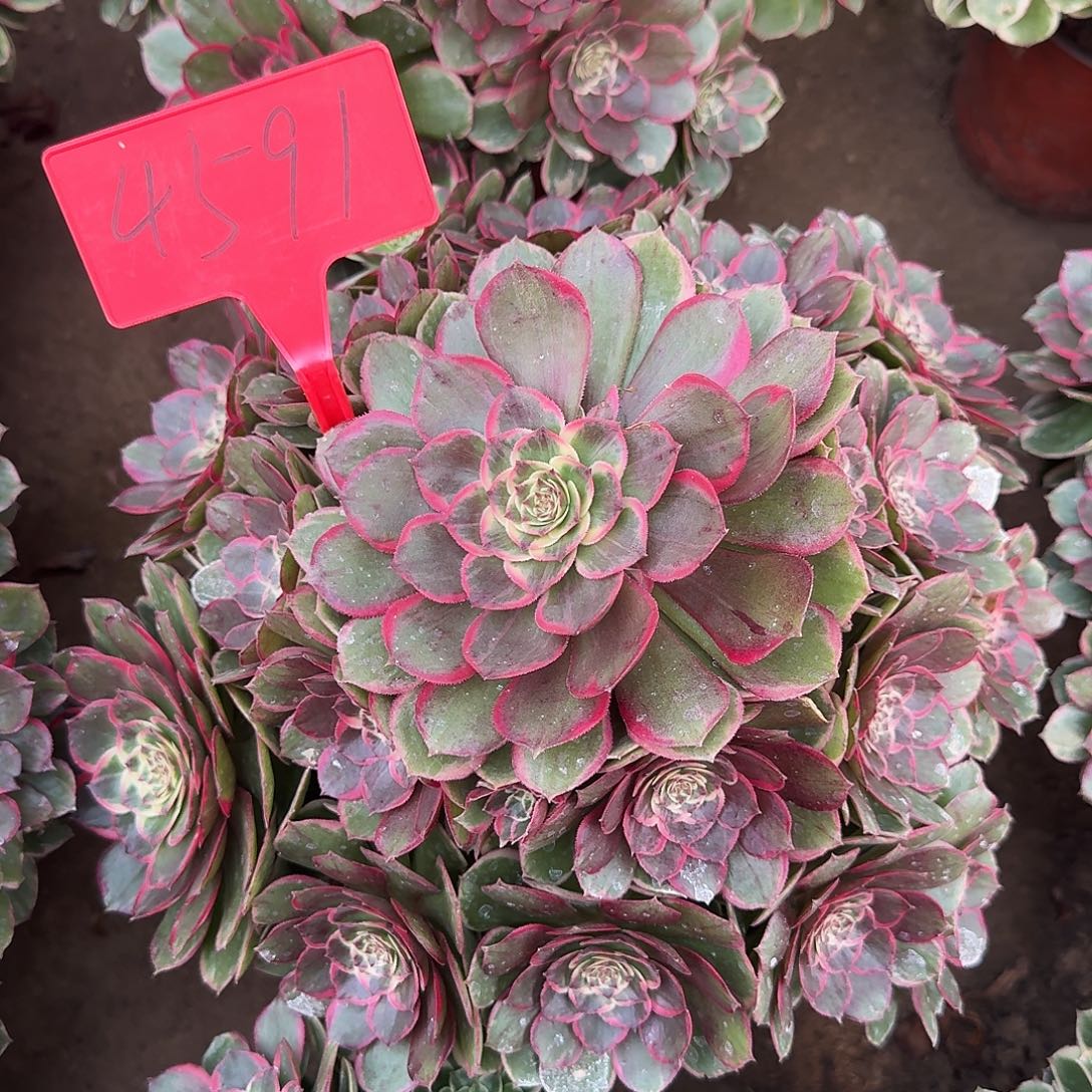 4591粉花妖多肉法师铭文