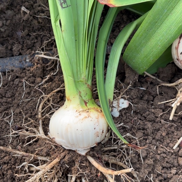 无花朵星***美鬼魅包对版6268