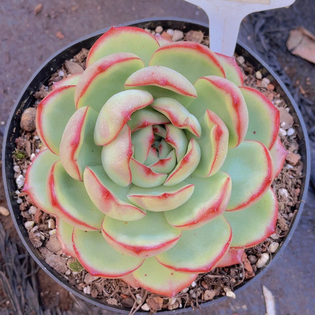 思***七0000000000000525