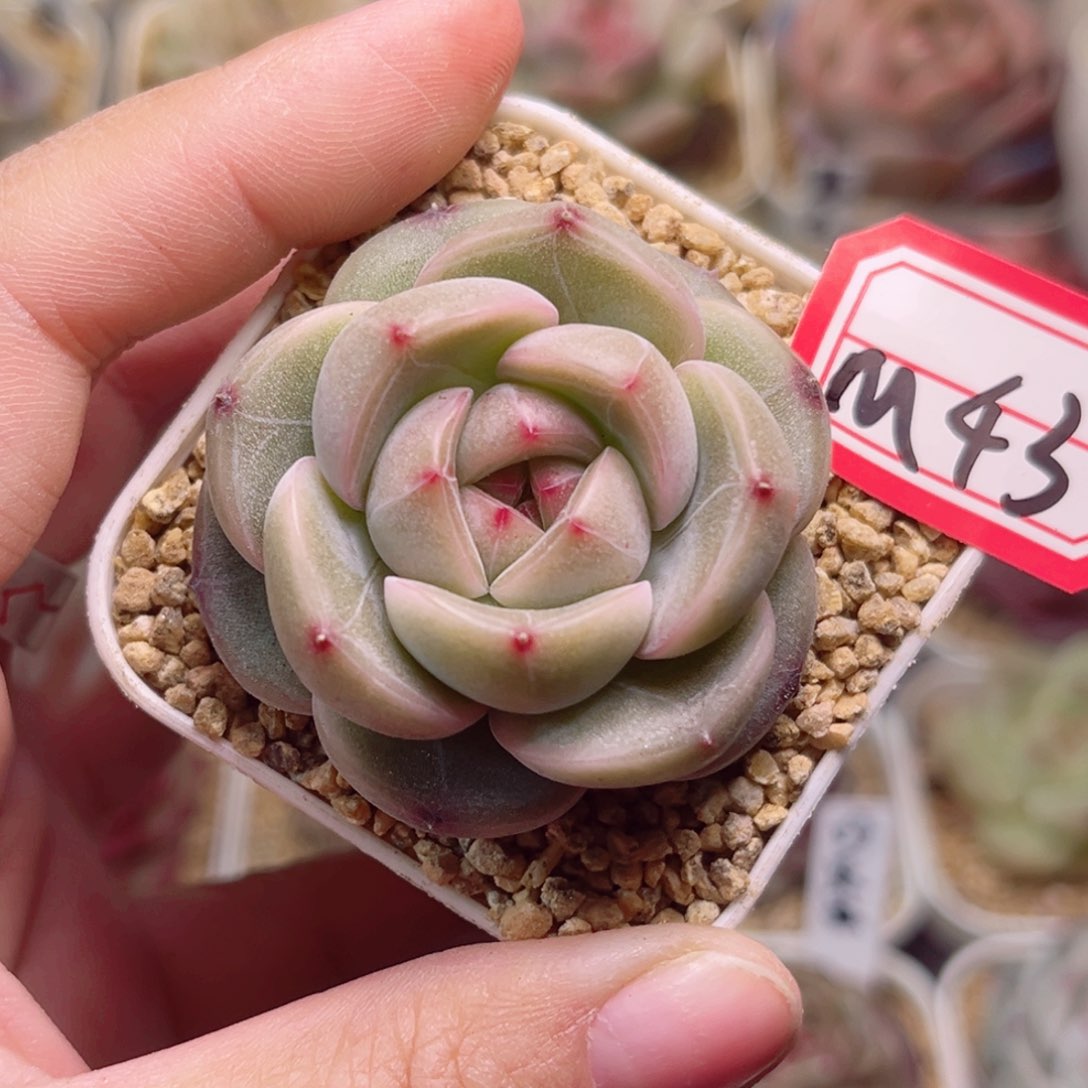 M43一物一拍 橄榄油