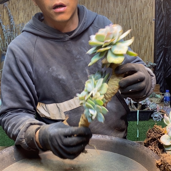 枫***叶108号白凤多肉植物