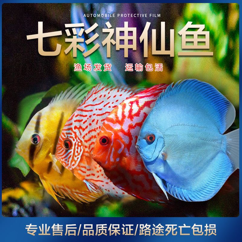 七彩神仙观赏热带鱼高品质鱼苗活体淡水鱼