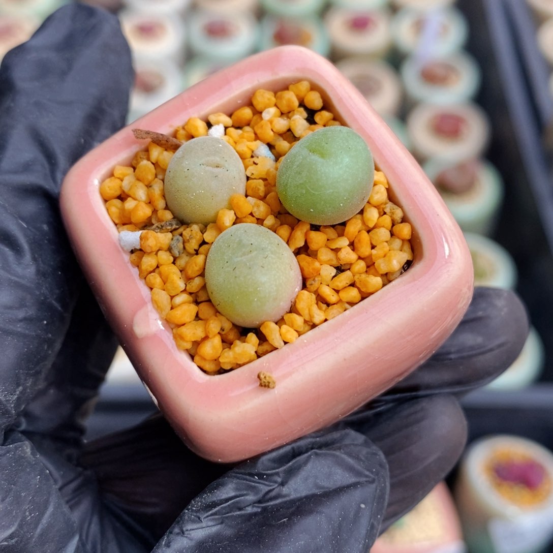 3666-一物一拍 带盆