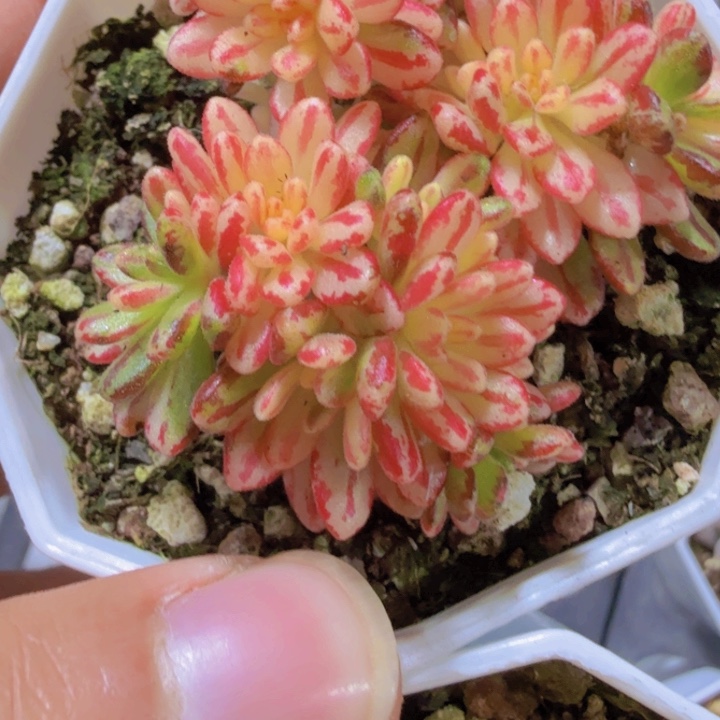 小人姬锦八角盆一颗