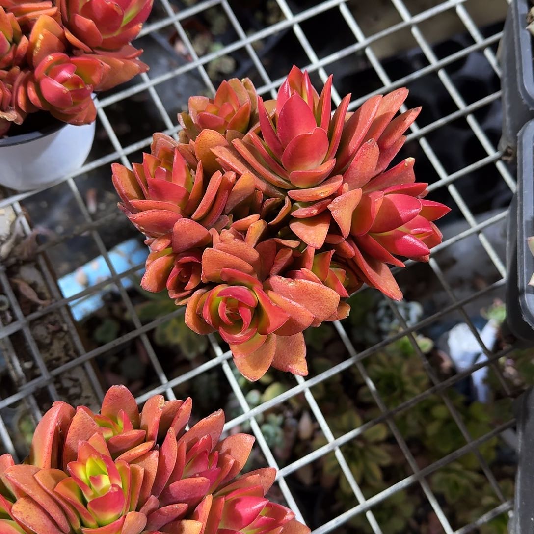 火祭多肉植物精品