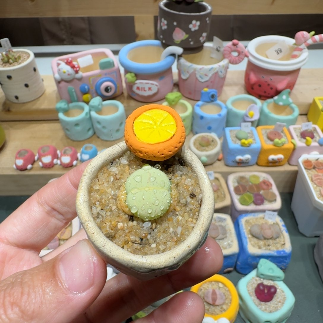 红陶蘑菇309绿大白