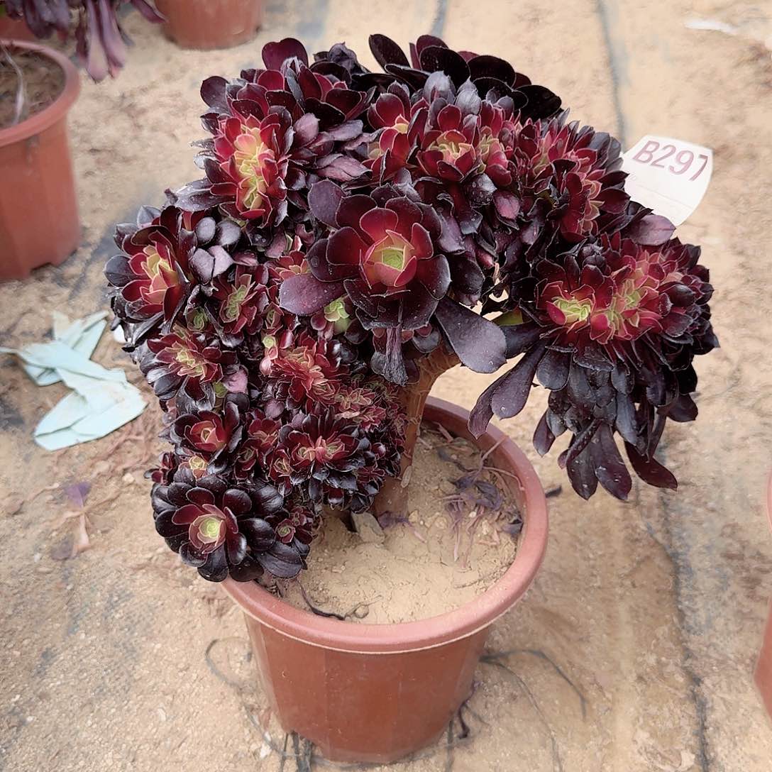 297欧紫朵朵一颗呀呀