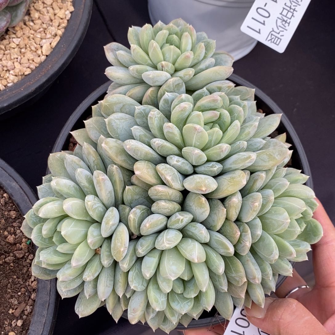 两单包邮101-52百搭翡翠