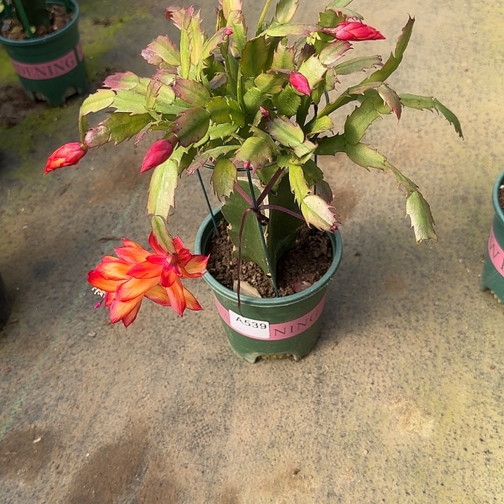 紫***碟大部分开放少量花苞539嫁接桑吉塔