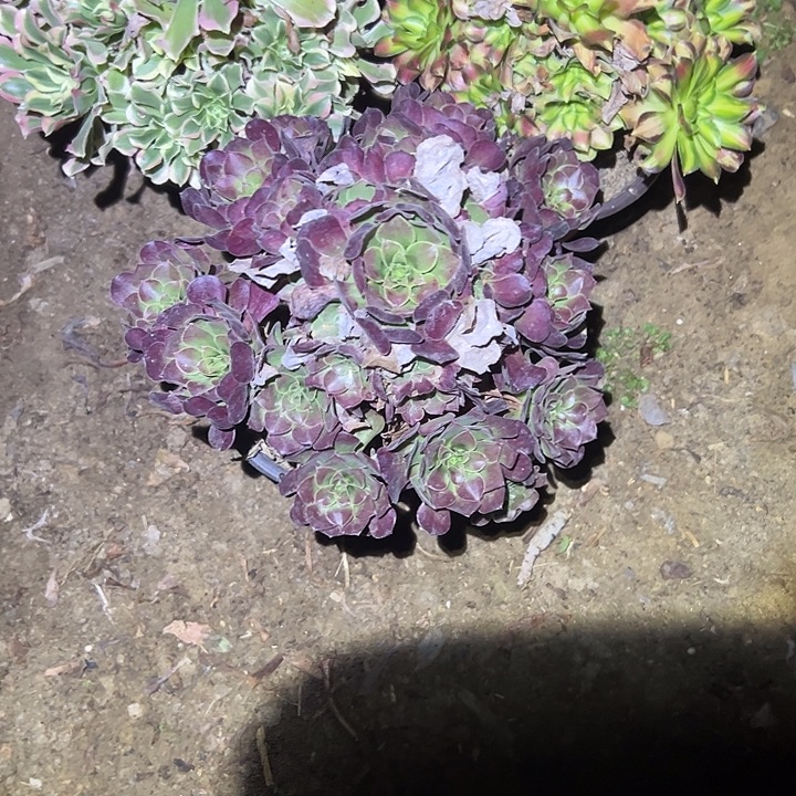 南***ˇ不包侧枝一物一拍7