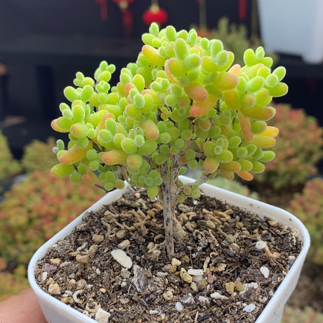 668号蜜橘糖球枝干多肉